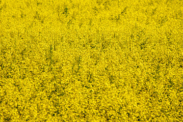 yellow rapeseed flowers for the whole frame