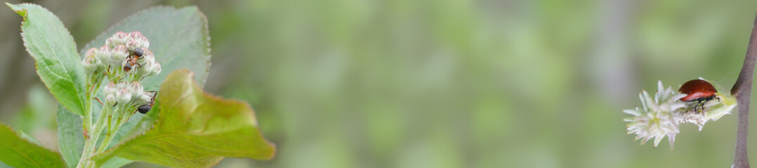 Branches with young leaves and buds and close-ups of large red ants and a ladybug on them. Spring natural view, panorama, blurred background.