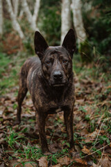 Black and brown dog with big ears in the forest