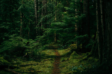 Path through a very dark mossy forest woods