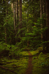Path through a dark mossy forest woods