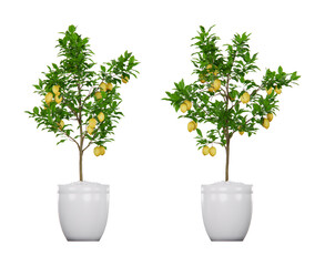 Isometric plant flower 3d rendering isolated