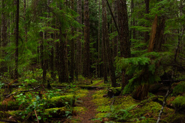 Fototapeta na wymiar Path through a dark mossy forest woods