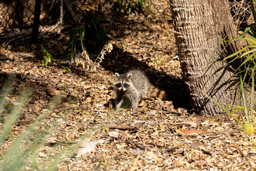 Naklejka premium Curious baby raccoon Procyon lotor on a tree in Bonita Springs