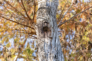 Florida Honey beehive Apis mellifera in the open hole of a tree