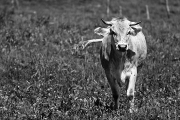 Allgäu Kuh mit Fliegen, schwarzweiss