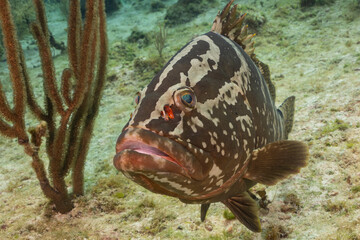 A Nassau grouper poses for the camera. This edible fish is an endangered species and therefore protected in the Cayman Islands where this photo was taken - 482508585