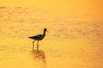 Water bird pied avocet, Recurvirostra avosetta, standing in the water in orange sunset light. The pied avocet is a large black and white wader with long, upturned beak