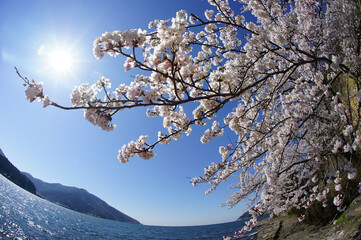 Cherry blossom and biwako lake of KAIZU-OSAKI