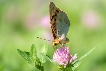 The dark green fritillary butterfly collects nectar on flower. Speyeria aglaja is a species of butterfly in the family Nymphalidae.