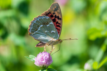 The dark green fritillary butterfly collects nectar on flower. Speyeria aglaja is a species of butterfly in the family Nymphalidae.
