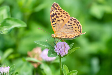 Obraz na płótnie Canvas The dark green fritillary butterfly collects nectar on flower. Speyeria aglaja is a species of butterfly in the family Nymphalidae.