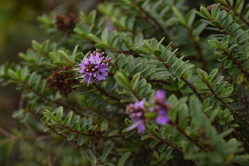 flower of a lilac