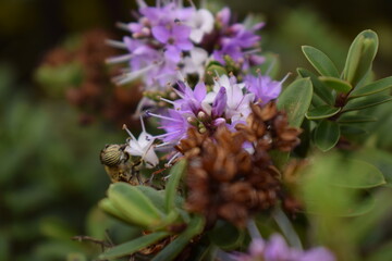 flower of a lilac