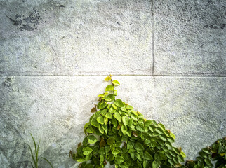 green ivy on the wall