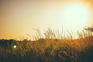 sunset in the field
