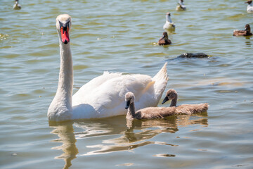 A female mute swan, Cygnus olor, swimming on a lake with its new born baby cygnets. Mute swan protects its small offspring. Gray, fluffy new born baby cygnets.