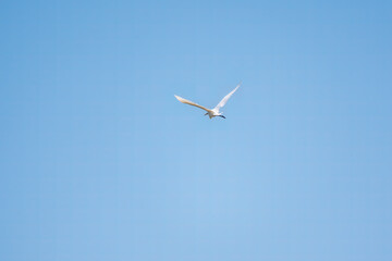 The flight of the little egret or Small White Heron.
