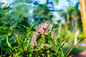 chameleon on tree