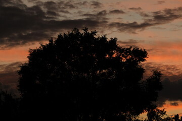 Silueta de árbol al atardecer.