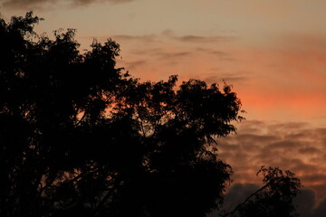 Silueta de árbol al atardecer.