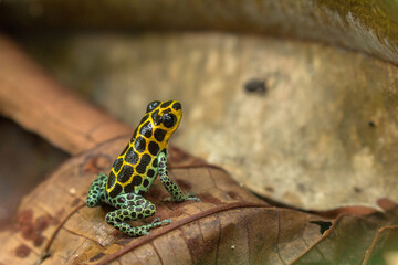 colourful dart frog on leafs in peruvian amazon (Ranitomeya imitator 