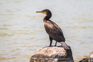 Great cormorant, Phalacrocorax carbo, standing on a stone on the sea shore.