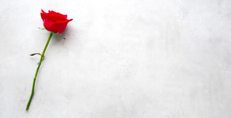 Red rose flower on white cement background, banner with copy space for Valentine’s day concept, top view, flat lay