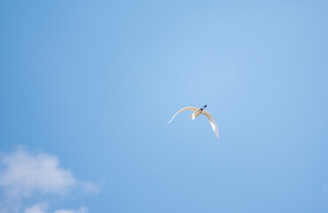 The flight of the little egret or Small White Heron.