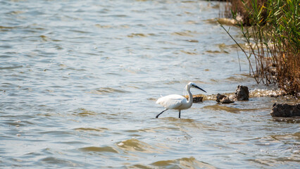 The white heron stands in the lake