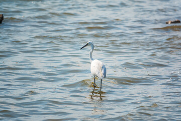 The white heron stands in the lake
