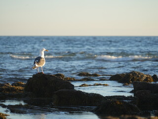 seagull perched on rock