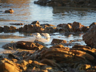 shorebirds feeding on shoreline