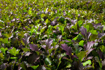 View of field planted with ripening red mustard. Growing of industrial leaf vegetable cultivars..