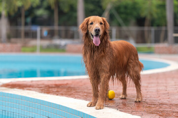 The golden retriever stood by the pool