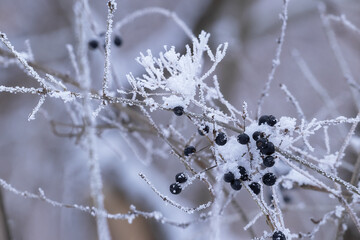 Naklejka na ściany i meble Winter landscape.Winter scene .Frozen black berries in hoarfrost on a branch.