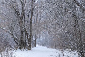 Winter landscape.Winter park on a frosty cloudy day with snow-covered trees.