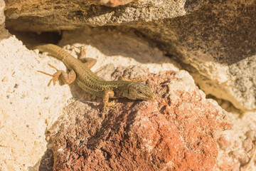 Erhard's wall lizard sitting on a wall