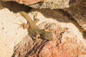 Erhard's Wall Lizard Sitting on a wall