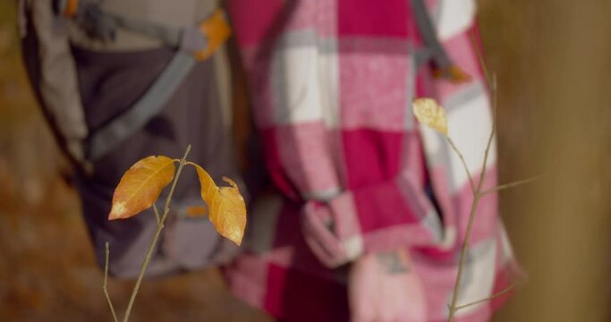 Person haking with a backpack behind orange leaf from autumn