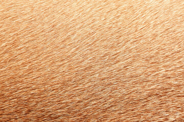 Full frame brown fur textures and textures for design,horse,cow hair.