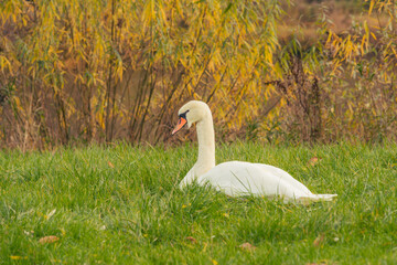 White swan sitting in green grass in the Autumn