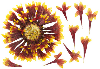 Pressed and dried flowers gaillardia isolated on white background. For use in scrapbooking,...