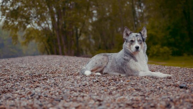 Beautiful wide shot with slider movement on a dog's face under the rain, a brown blue-eyed Husky looks directly at the camera on autumn landscape background. The Siberian Husky looks like a wolf