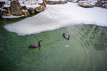 Black swan swimming on the lake in winter