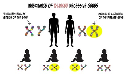 Inheritance of X chromosome linked recessive genes when mother is a carrier
