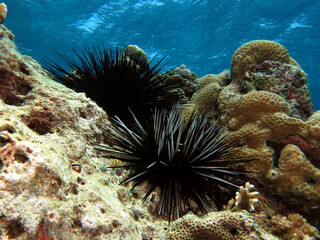 Naklejka na ściany i meble Black Diadema Urchin on rocks in a shallow reef Boracay Island Philippines
