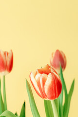 Beautiful red tulips on a yellow background. Fresh spring flower. Copy space for text. Floral summer concept.