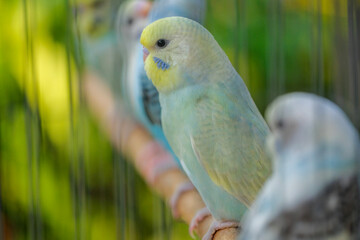 blue and yellow macaw