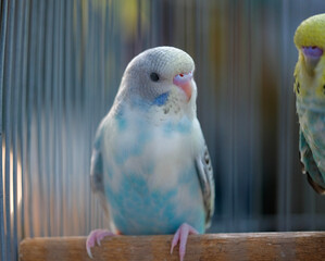 blue and yellow macaw